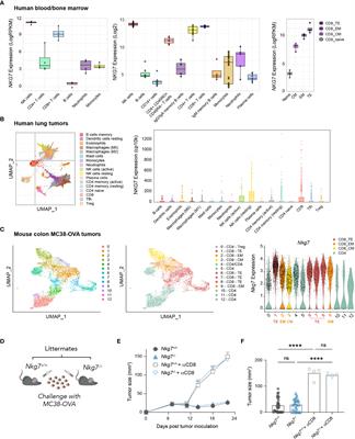 NKG7 Enhances CD8+ T Cell Synapse Efficiency to Limit Inflammation